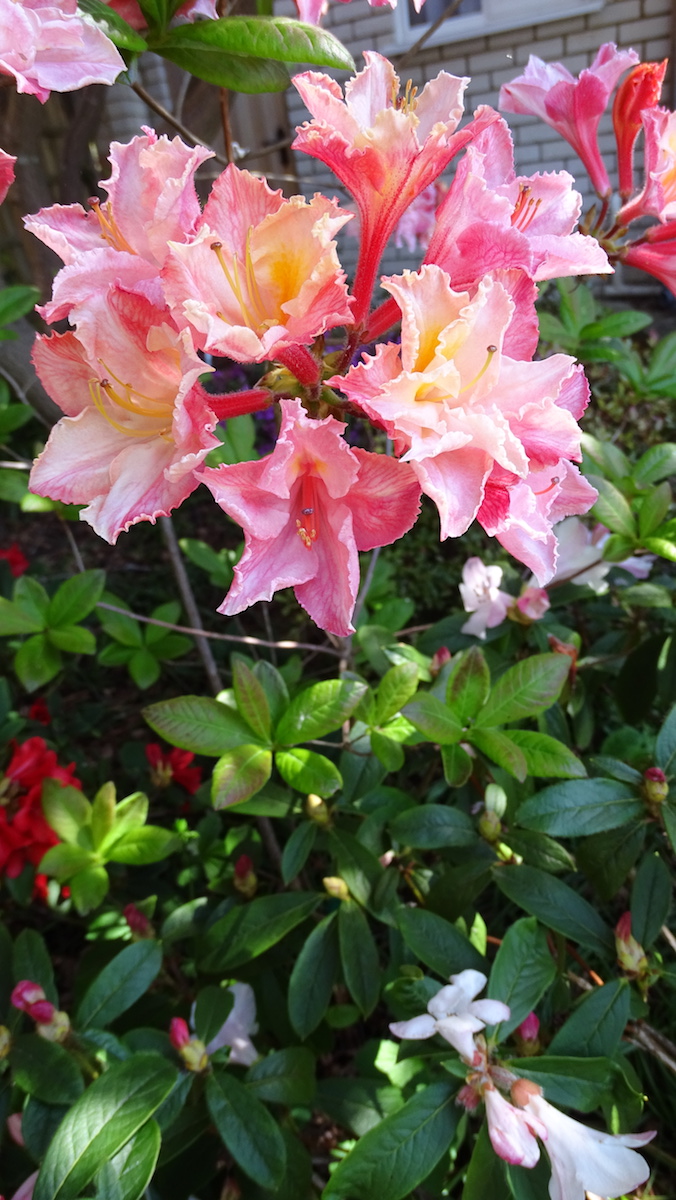 Caroline de Rothschild